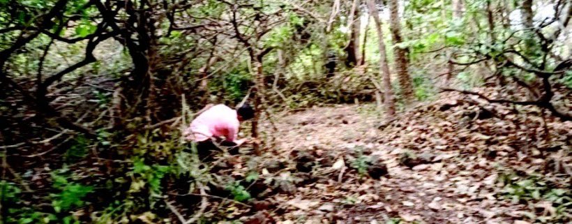 oheraldogoa's tweet photo. #Treecutting at #Sinquerim continues despite #complaints: NGO

Read: https://t.co/1ndal45KkD

#Goa #News https://t.co/XUMnAsk1B8