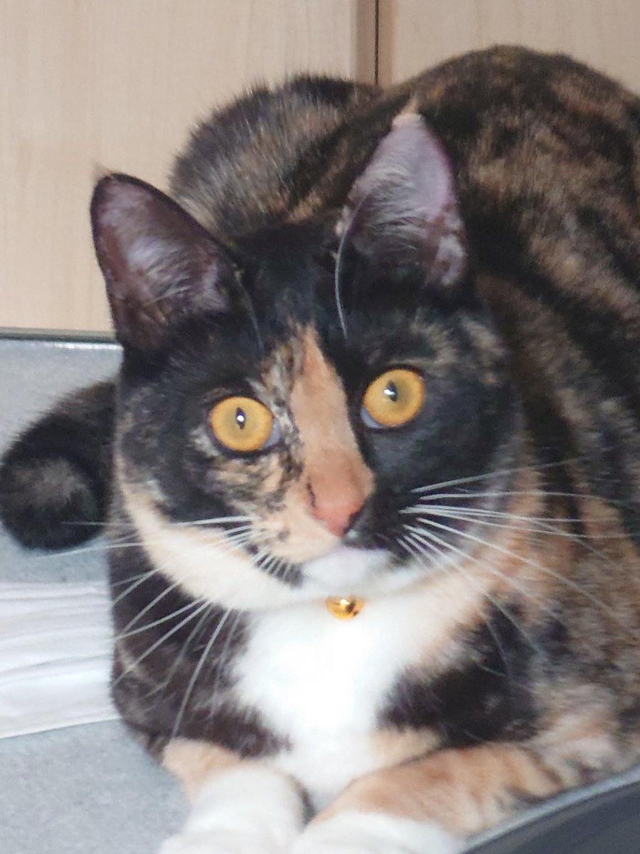 sed0922's tweet photo. にゃにぃ！？
#サビ猫 #保護猫 #名前はわさびです https://t.co/jEkM2KUHpJ
