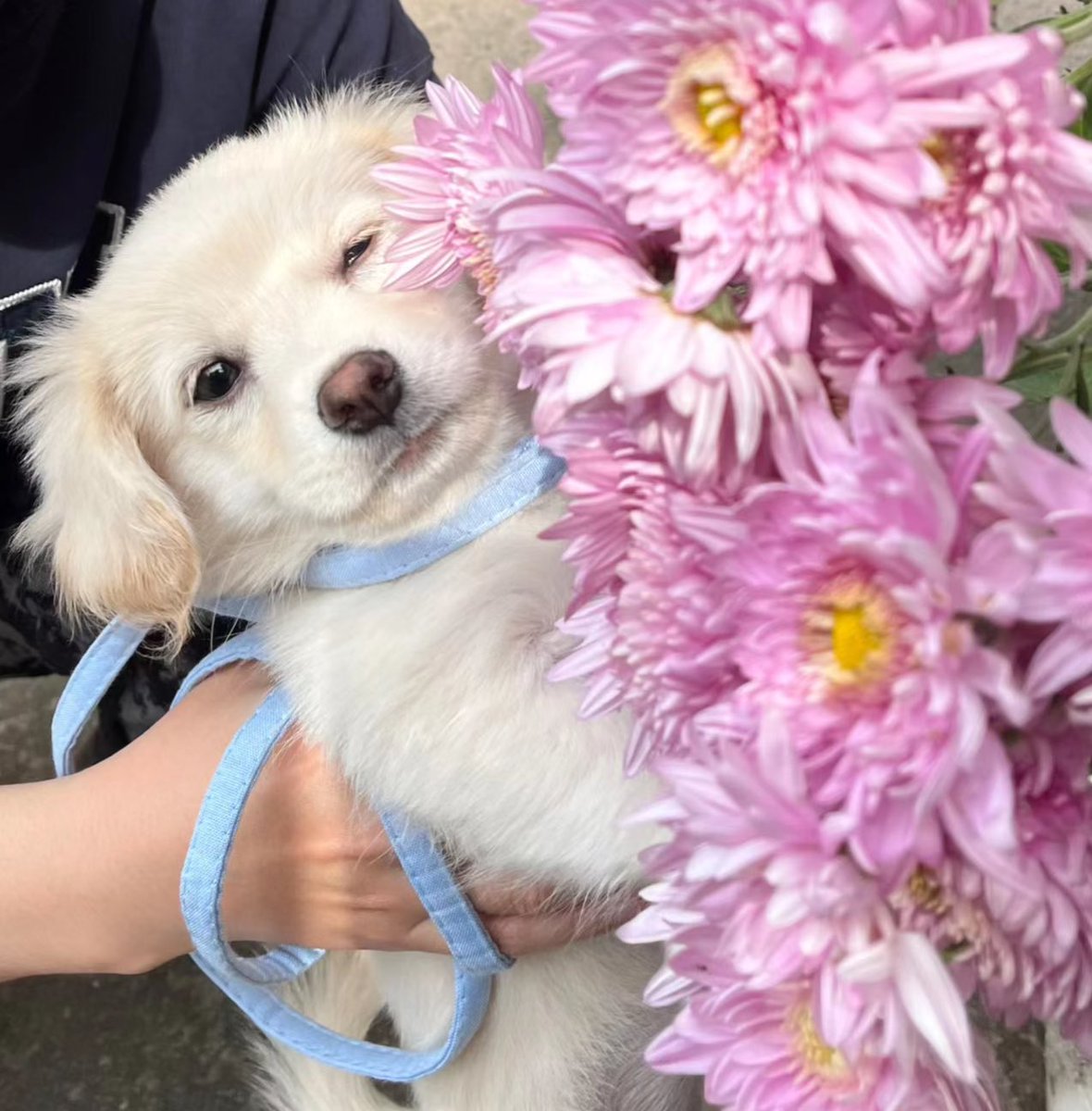 จะมอบดอกไม้ให้พี่สาวคนสวย