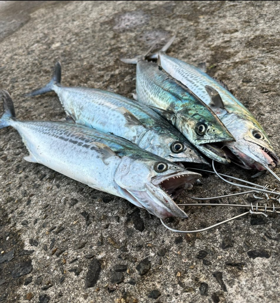 貝塚人工島の鰆祭りが凄すぎたらしい。

明日お休みで鰆族釣ってみたいけど、前日入りしないと場所が無いって言われました…｡･ﾟ･(ﾉД`)･ﾟ･｡

祭り会場だったコーナン倉庫前？は特にって｡･ﾟ･(ﾉД`)･ﾟ･｡