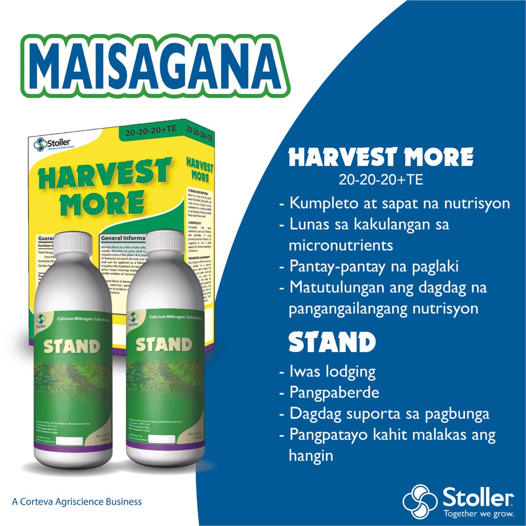 StollerPH's tweet photo. Meet Stoller Maisagana package of solutions- ang inyong all-in-one na kasama mula sa pagtatanim hanggang sa pag-ani!

Laman ng Maisagana ang White Label Zinc, Stimulate, Harvest More, at Stand - ang mga kailangan mo laban sa climate change. https://t.co/c4Lggfl0cc