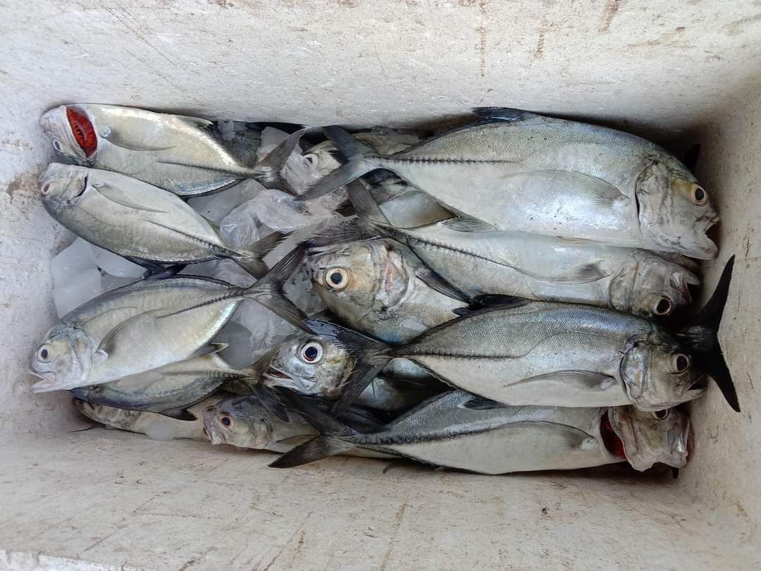 A35579Hermanto's tweet photo. Rabu (22/11), Ashar Hermanto, LuhKan Bolsel, di KUB Camar Laut (Zulkifli Basir) Desa Mataindo, melaporkan hasil tangkapan Ikan Bubara, dengan Alat Tangkap Pancing, sebanyak 12 Kg dengan harga jual Rp. 55.000/Kg
#GiatLuhkanSatminkalBitung #PusLatLuh #BPPPBitung #Bolsel #Tangkap https://t.co/eDjnfTELSn