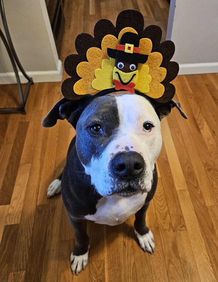 Thor the All American Bully tweet media
