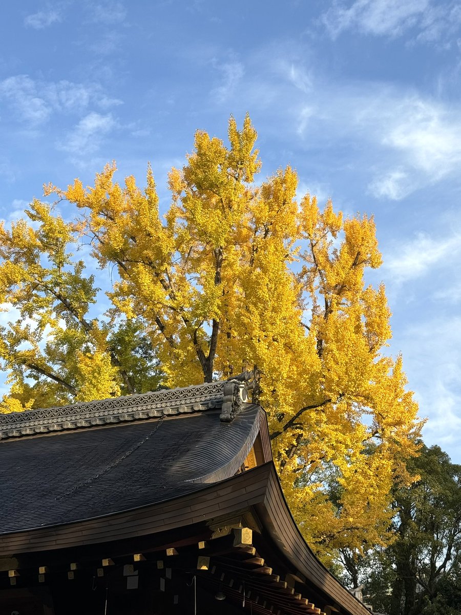 kyoto_gooujinja's tweet photo. おはようございます。
境内の大銀杏の黄葉はピークを迎えています。

昨日は早朝からラジオの生中継がありました。

#京都 #護王神社 #紅葉 https://t.co/wOv5PFoEQs