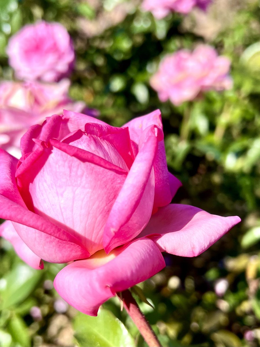 🌞✨ おはようございます✨ いつもありがとうございます✨ (∩´∀｀)∩ﾜｰｲ🌹🌈✨️ 金曜日は何となくワクワクします👍✨ 素敵な未来に繋がる気づき多き1日になりますように🍀✨ #タイヨウに感謝 #TLを花でいっぱいにしよう #薔薇🌹 #ありがとうは魔法の言葉