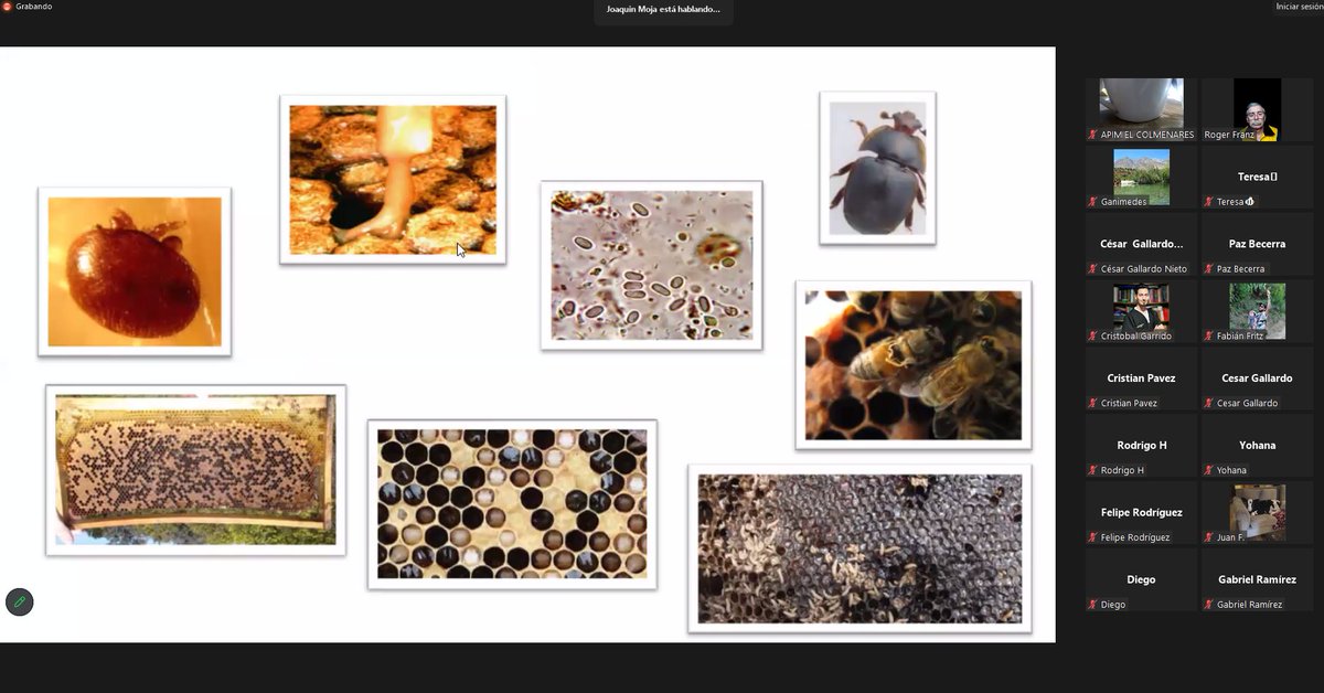 Las abejas no están exentas de enfermedades. Aprender a como cuidar las abejas es MUY Importante!! <a href="/Apimondia_Chile/">Apimondia Chile 2023</a> <a href="/apimondia/">Apimondia</a> <a href="/RedApicola/">Red Apícola Nacional</a> <a href="/tvalenzuelavt/">Esteban Valenzuela Van Treek</a> <a href="/MinagriCL/">Ministerio de Agricultura de Chile 🇨🇱</a> <a href="/OLanderretche/">Oscar Landerretche</a> <a href="/Rimisp/">Rimisp</a> <a href="/abejashbee/">HBee</a> <a href="/Dinagapostemon/">Dinagapostemon (Quintos) 🐝</a> <a href="/manecast578/">PorUnMundoConAbejas</a> <a href="/SurMiel/">MielPanalesdelSur</a> #miel #mielchilena #mielpura #mielnatural