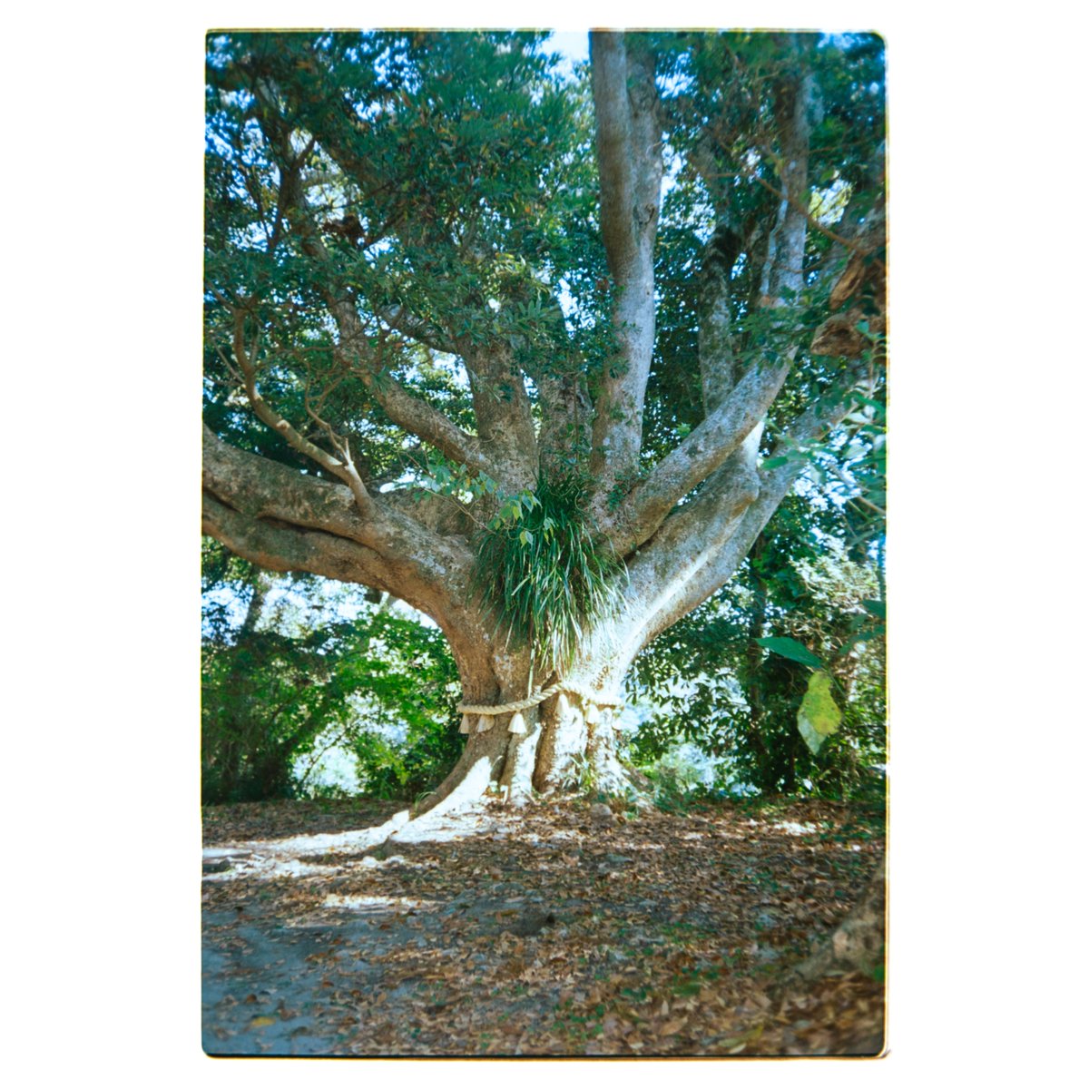 yusukeoikaw's tweet photo. 現像した。
夏の終わりから秋のフィルム
#espiomini #kodak200 https://t.co/b2xOpohiWA