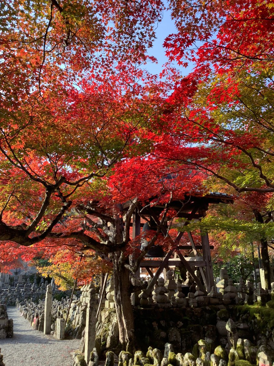 adashino_kyoto's tweet photo. 本日の境内の様子です。綺麗に色付いてきました。 https://t.co/NdPRM7GuBN