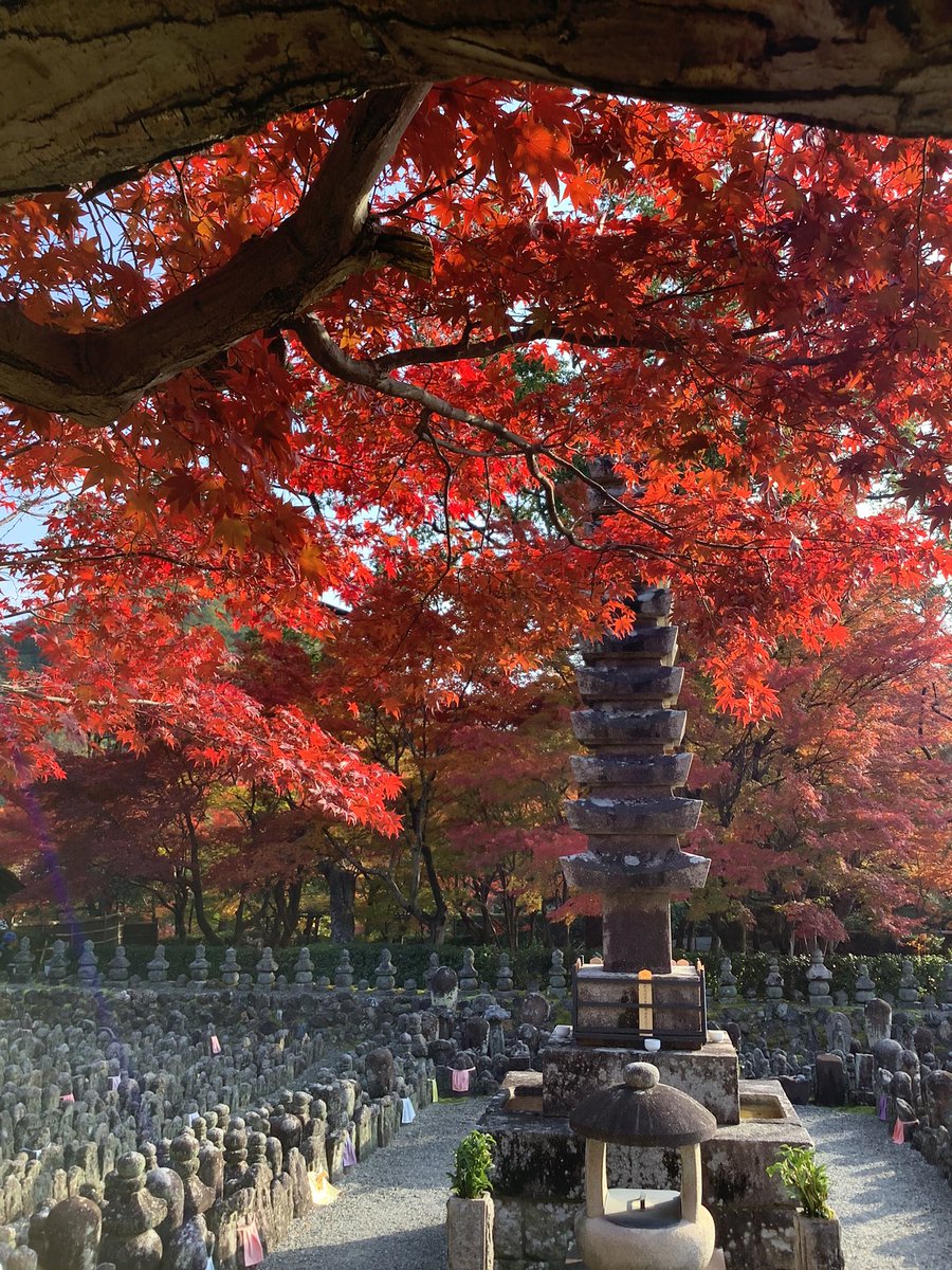 adashino_kyoto's tweet photo. 本日の境内の様子です。綺麗に色付いてきました。 https://t.co/NdPRM7GuBN