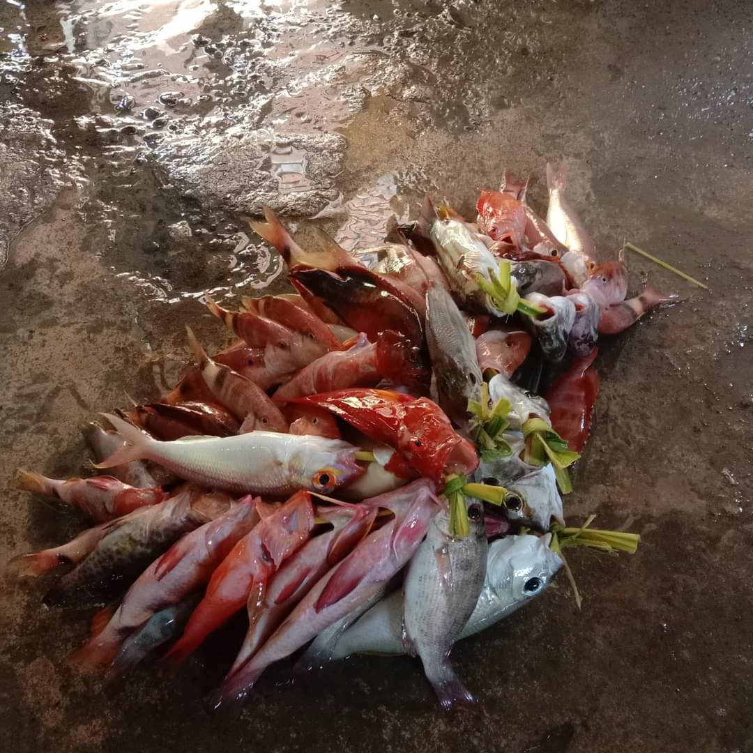 A35579Hermanto's tweet photo. Rabu (22/11), Ashar Hermanto, LuhKan Bolsel, di KUB Usaha Bersama (Yusuf Lamasi) Desa Deaga, melaporkan hasil tangkapan Ikan Demersal, sebanyak 12 Kg (7 ikat) dengan harga jual Rp. 45.000/ikat
#GiatLuhkanSatminkalBitung #PusLatLuh #BPPPBitung #Bolsel #Tangkap https://t.co/FCorSD56s2