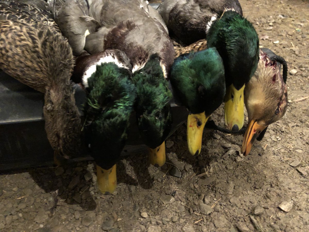 This season just keeps on giving! Oh my.
Thank you to a friend of mine who invited me last minute to accompany him for some last light mallards!!

#hunting #ducks #greenheads #northerns #waterfowling #outdoors #sharebirdhunting