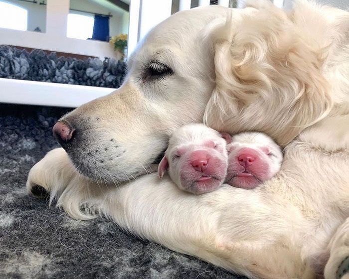 💖 (@twaniimals) on Twitter photo 