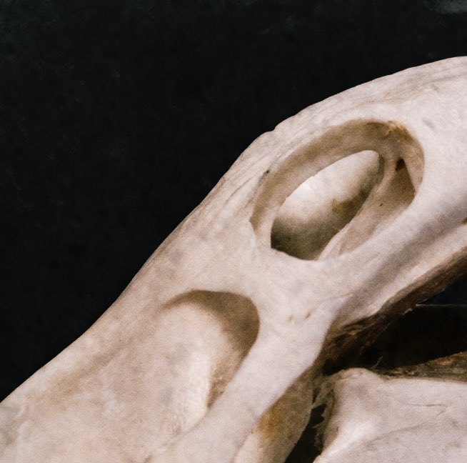 RafaelFloresPhotography (he/him) tweet media