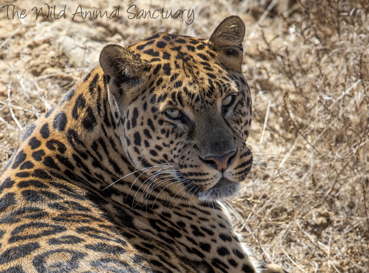 Greeting from Kiro the Leopard living a wonderful life at The Wild Animal Sanctuary in Keenesburg, Colorado.  l.facebook.com/l.php?u=https%…
#TheWildAnimalSanctuary #wildanimalsanctuary #Colorado #Sanctuary