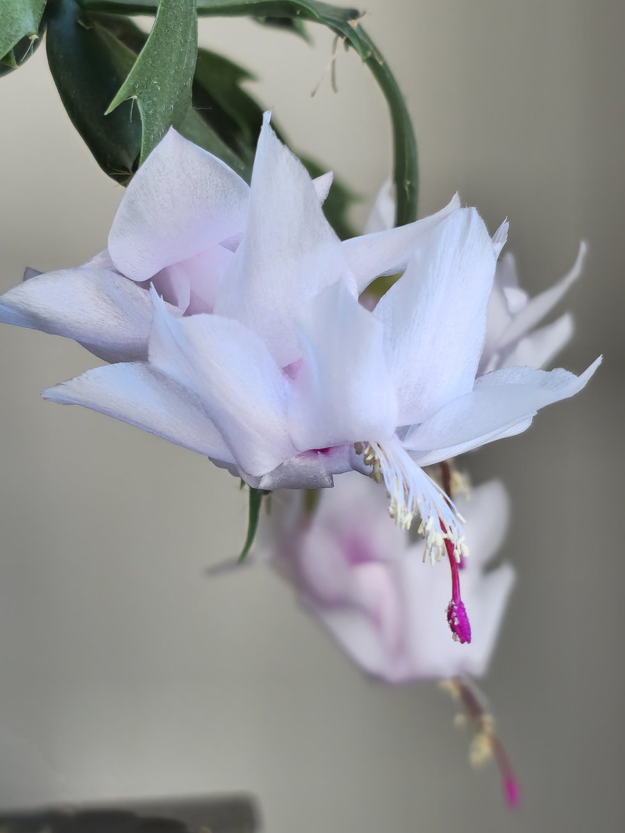 Zenith Tandukar tweet media