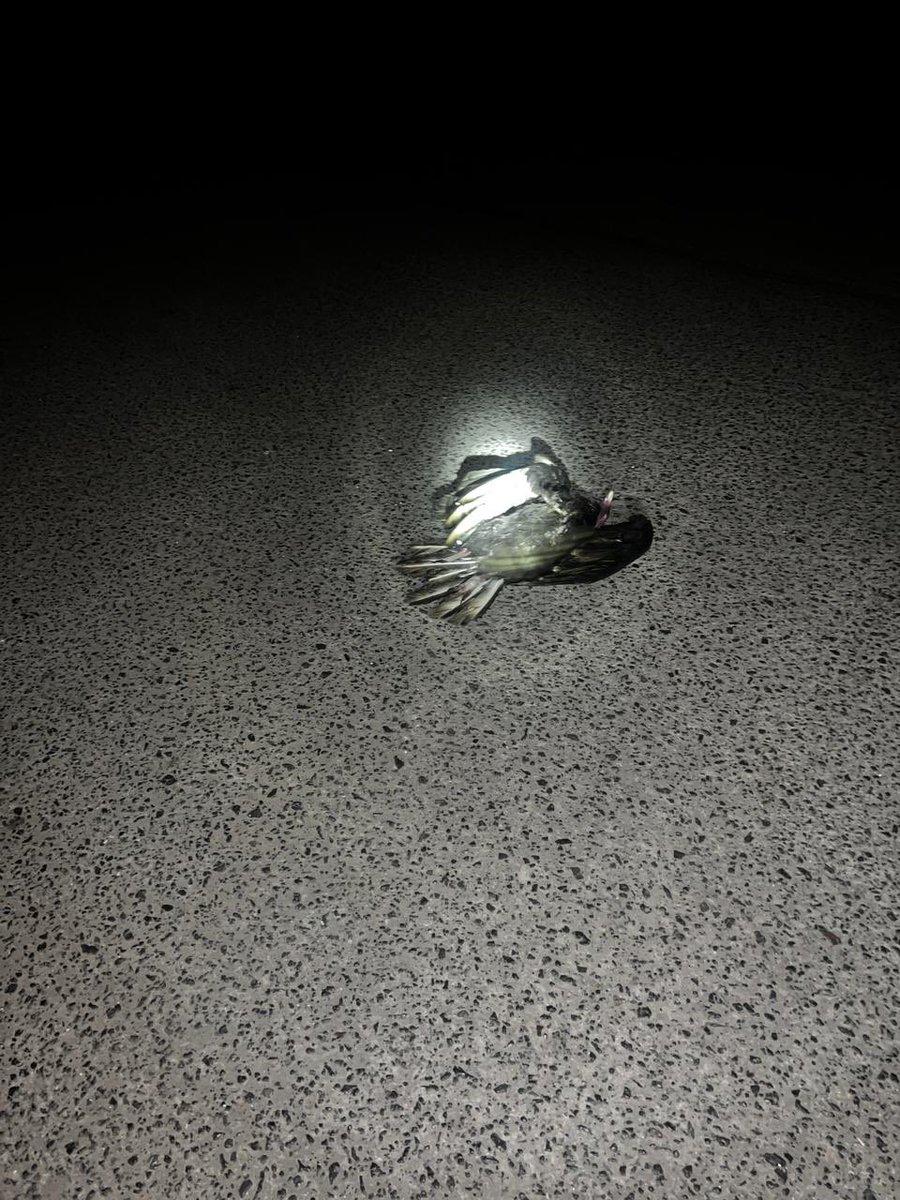 zeroxlobo's tweet photo. @CGE_Clientes  corte de energía villa los flamencos antofagasta por culpa un pájaro https://t.co/sKNHzGKLAi