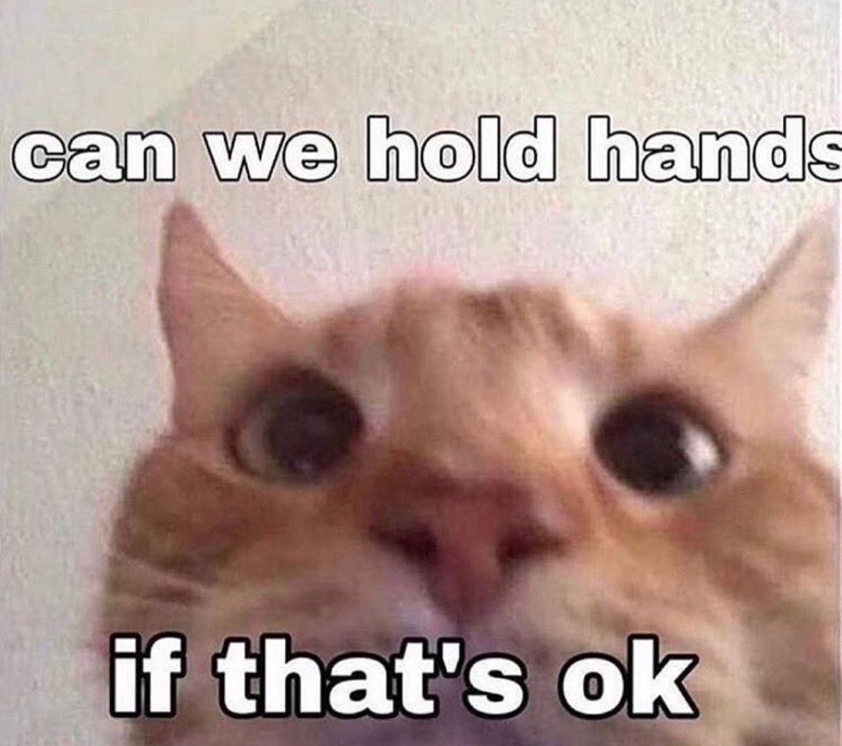PostsOfCats's tweet photo. https://t.co/EZPoAKGeVa