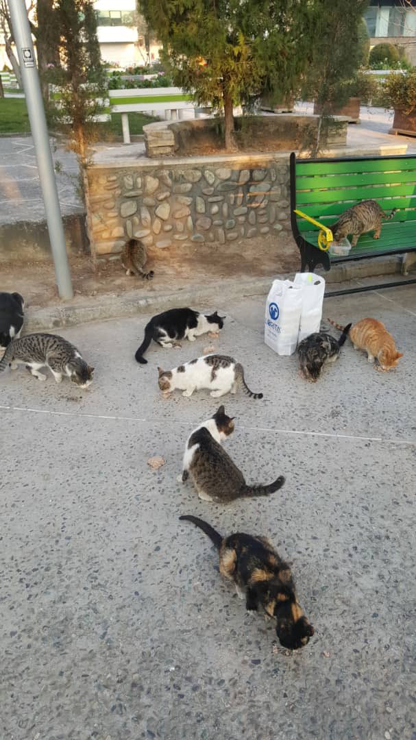 Streets aren't safe! 😿 I yearn to aid all homeless cats worldwide. Help me achieve my mission. I aspire to be with every stray cat, providing food, care, kisses, and assuring them, 'You're not alone, babe. 🐈‍⬛ 

#HomelessCats #WorldOfCats #LovelyCats
