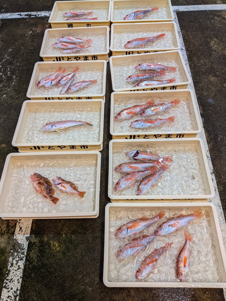 miyabi4754's tweet photo. ノドグロです!
まだまだ釣れていますよ➰ https://t.co/8QotcgRUVS