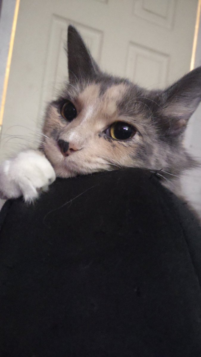 KingofKalamazoo's tweet photo. Just in case you needed something to be thankful for, here is a picture of my cat. Be thankful that God created these cute carnivorous creatures. https://t.co/osrgi2rNPV