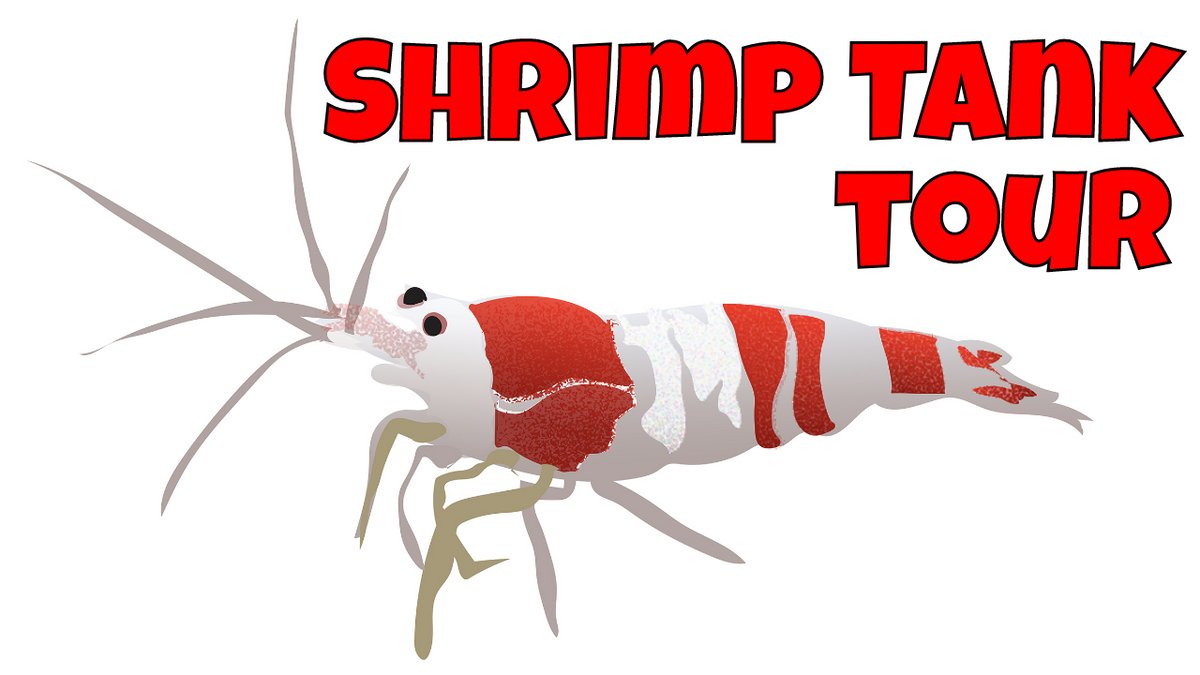 Dahlyvh's tweet image. Shrimp Aquarium Tour - 20 Shrimp Tanks! dlvr.it/SzDxdk