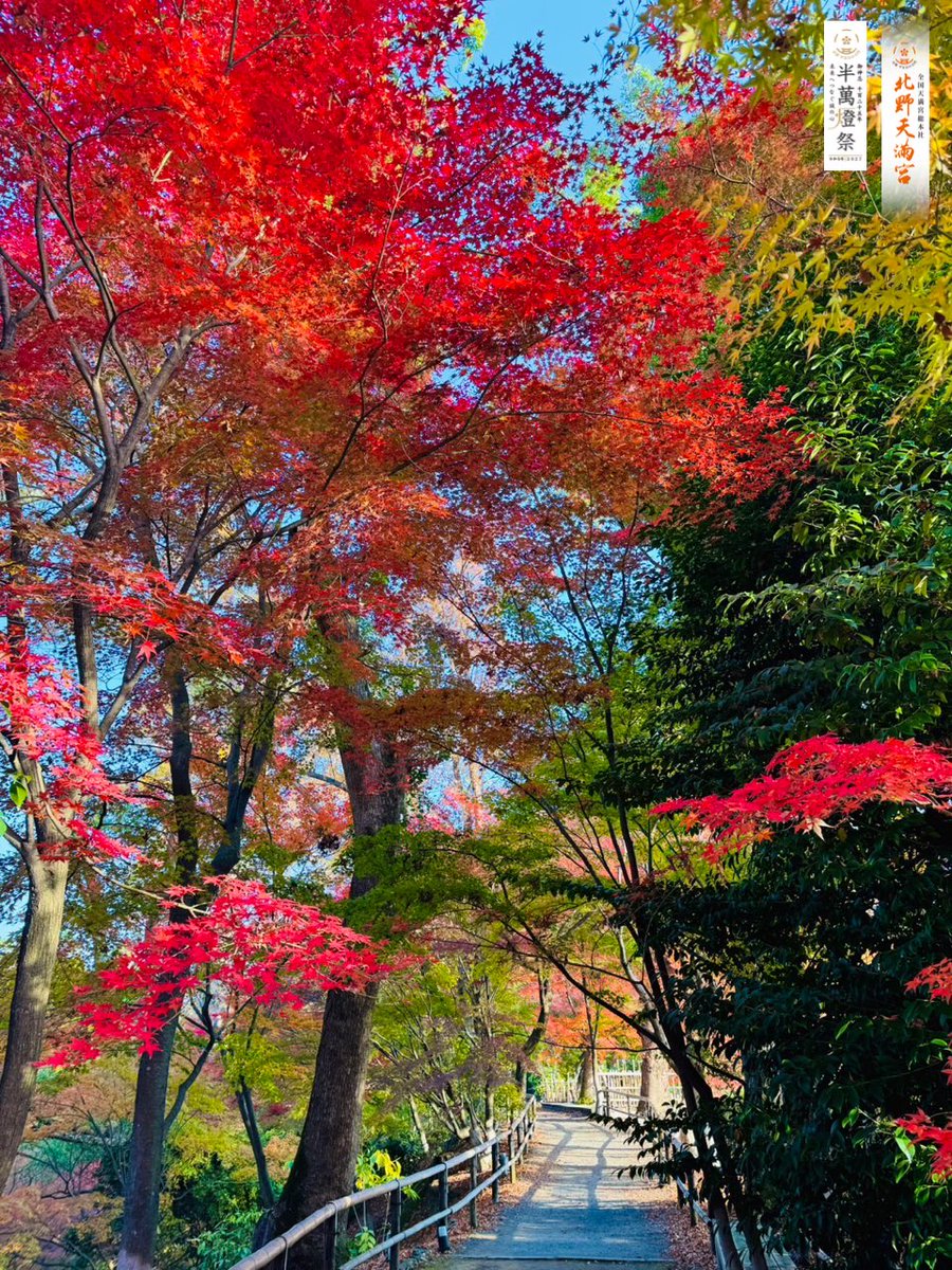 kitano_bunka's tweet photo. 史跡御土居のもみじ苑ただ今公開中🍁

もみじの色づき状況は【見頃】を迎えました✨日々深く紅い色づきを増すばかりのもみじをお楽しみ下さい。

#北野天満宮 #京都 #史跡御土居のもみじ苑 #紅葉 #もみじ https://t.co/j1z9zOny1O