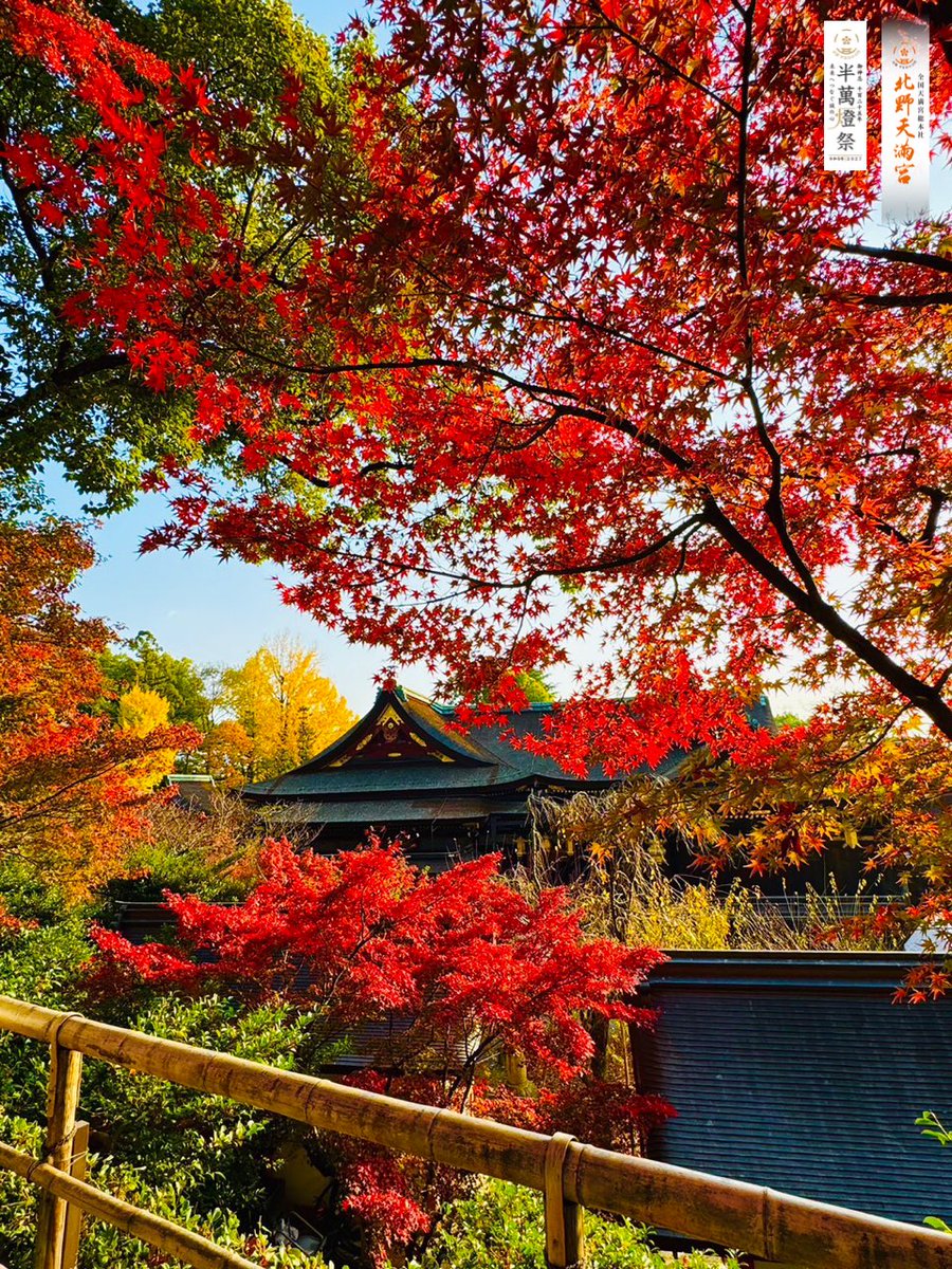 kitano_bunka's tweet photo. 史跡御土居のもみじ苑ただ今公開中🍁

もみじの色づき状況は【見頃】を迎えました✨日々深く紅い色づきを増すばかりのもみじをお楽しみ下さい。

#北野天満宮 #京都 #史跡御土居のもみじ苑 #紅葉 #もみじ https://t.co/j1z9zOny1O