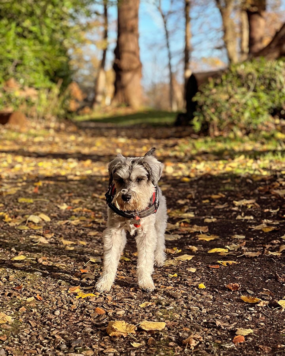 Arthur Schnauzer tweet media