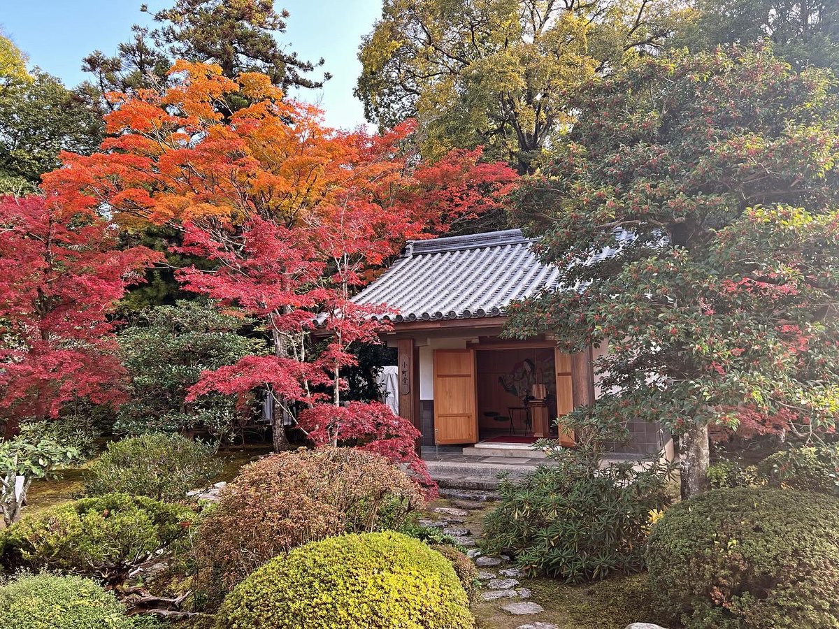 Zuishinin_991's tweet photo. 🍁紅葉だより🍁

おはようございます☀
本日の紅葉の様子です。
一気に色づき見頃を迎えおります✨

#紅葉 #京都 #kyoto https://t.co/xisuqK2PLr