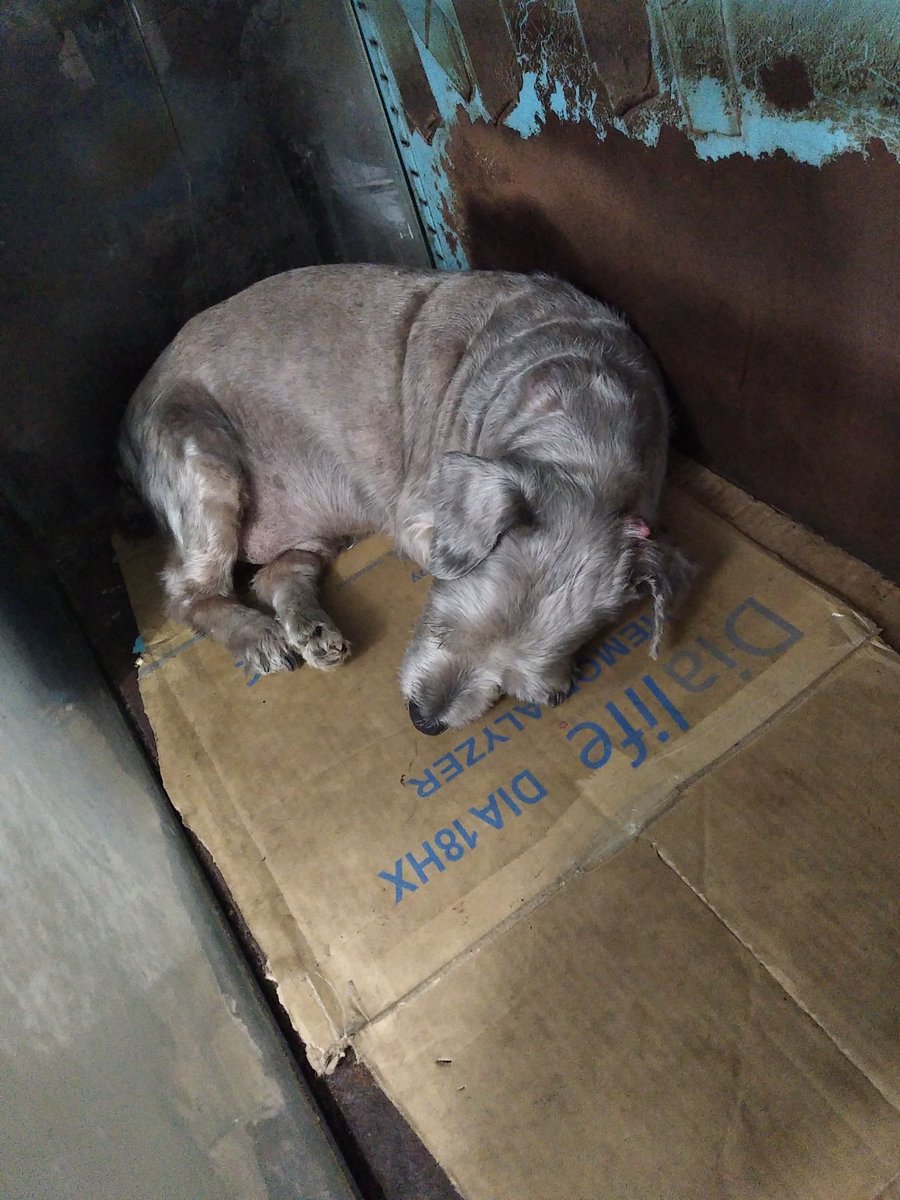 PerroUsuario's tweet photo. URGE AYUDA por favor RP @CumanaVictor: Saludos! Será que me puedes ayudar para conseguir un refugio en Caracas para un perrito ciego! No puedo quedarme con el porque tengo a los míos que están viejos también! Ayúdame por favor! Caracas 0412 2903177  Gracias https://t.co/s6cxXUjdc5