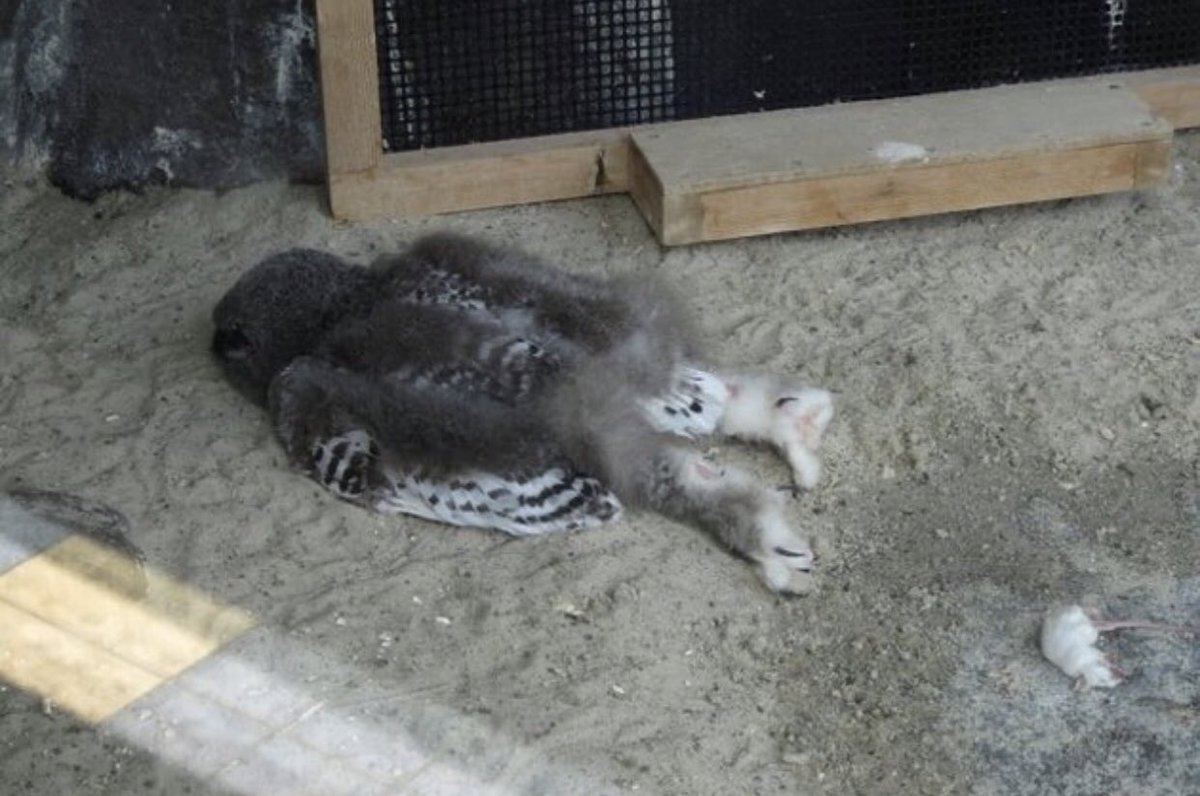 Gekikawa_Dbts's tweet photo. フクロウの幼鳥は頭が重いので
うつ伏せで寝ることが多い https://t.co/z8c826Oxlo