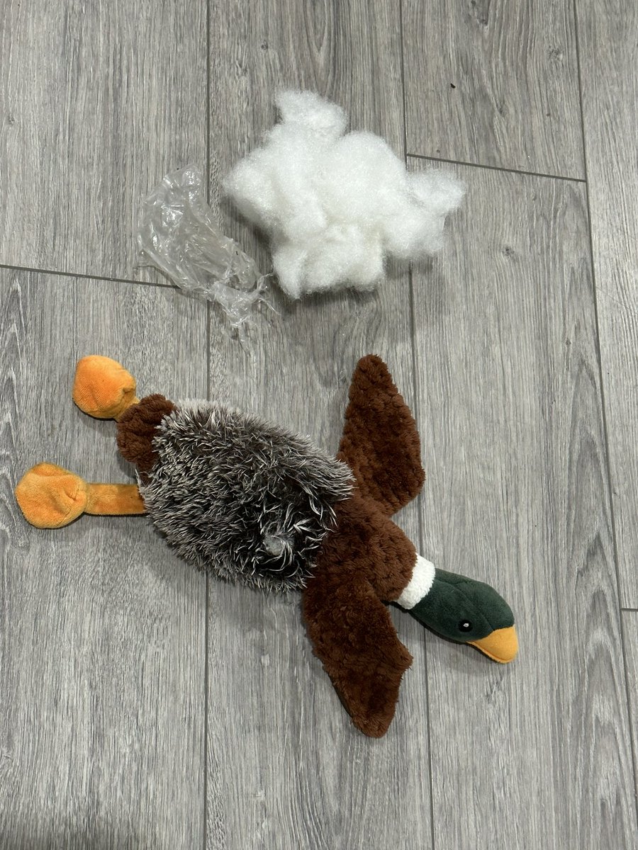 Penny is taking this season too far. She’s got her own bird and stuffing. #GoneButNotForgotten #ByeDuckie