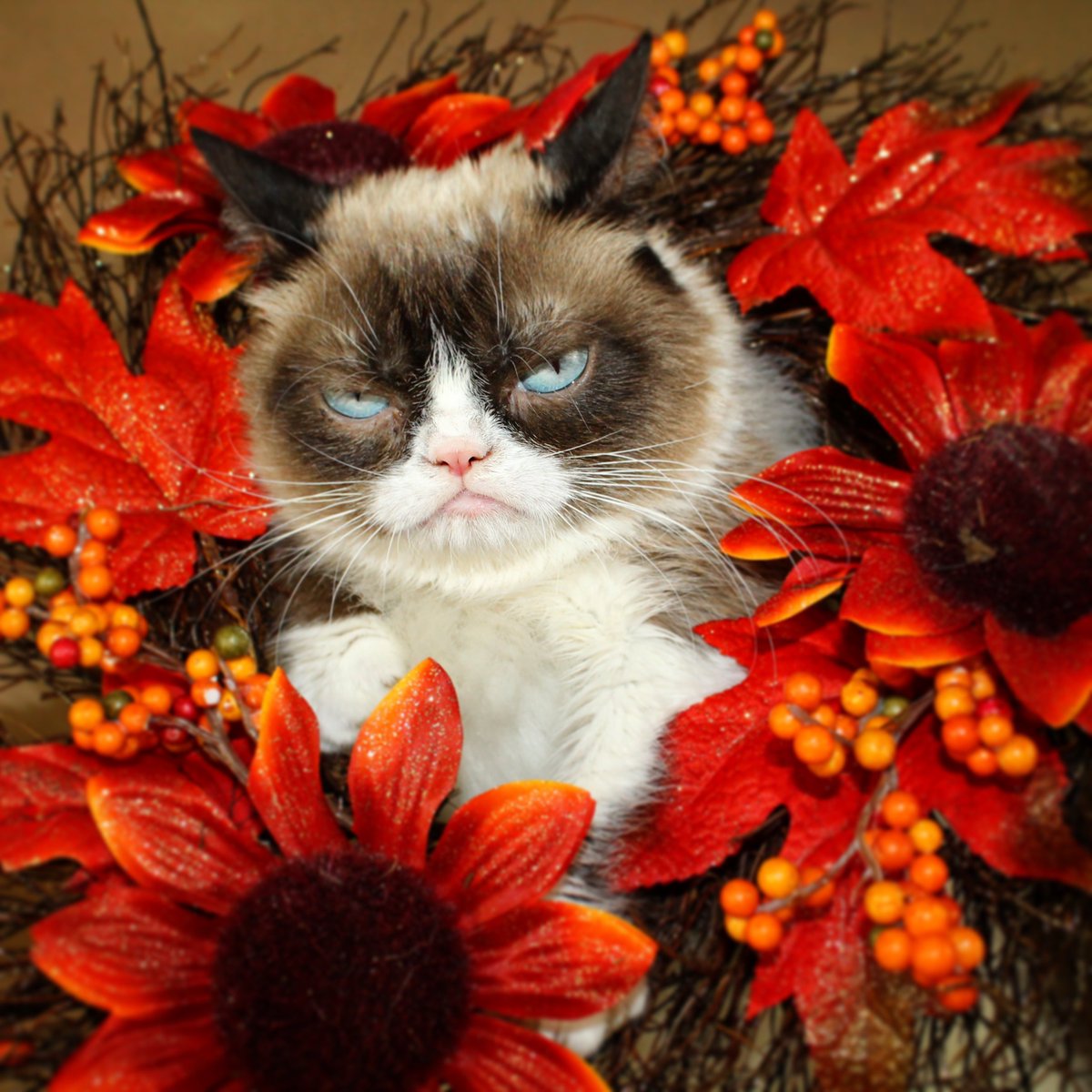 Grumpy Cat (@RealGrumpyCat) on Twitter photo 2023-11-24 01:12:37