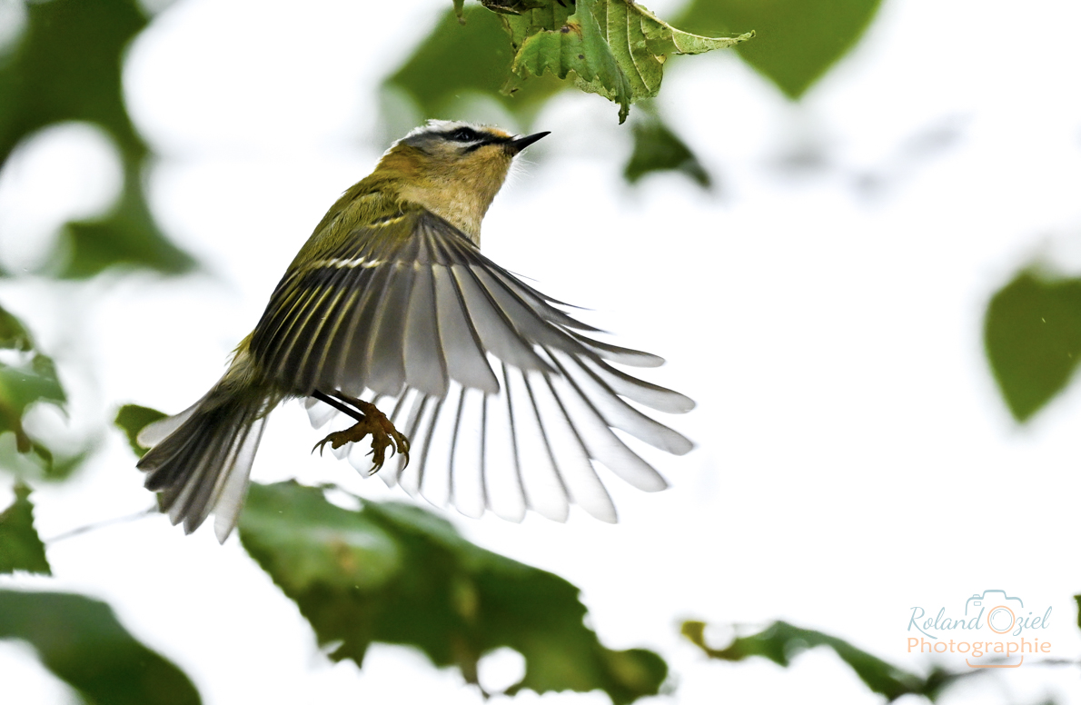 rolandoziel's tweet photo. Roitelet huppé (Regulus regulus) 
Il virevolte, papillonne📷sans cesse et en plus ce matin, temps gris 📷, pas de lumière. 
Bocage vendéen
Le 23/11/2023
#roitelethuppé #roitelet #passereau #photographeanimalier #vendée #stagephoto #sortienature #photographieanimaliere https://t.co/aQZTWm27ZK