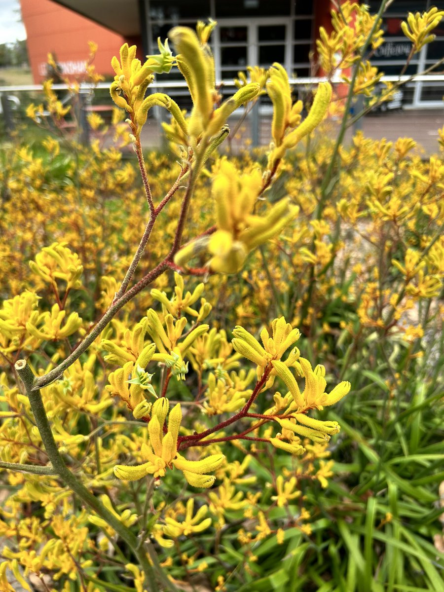 JianpingZhang's tweet photo. I wouldn't come up with anything better than a retirement party before Christmas and new year holidays. Good luck Kate and you know we all love you!😊 You are the one who told me this is called Kangaroo paw back in 2006. 🍀 https://t.co/fSHBDG5swX