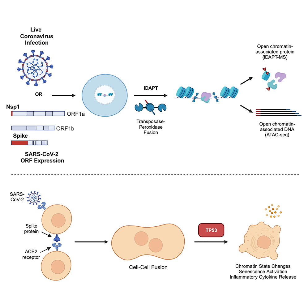 KEY STUDY ! Differences in syncytia formation by SARS-CoV-2 variants modify host chromatin accessibility and cellular senescence via TP53 cell.com/cell-reports/f…