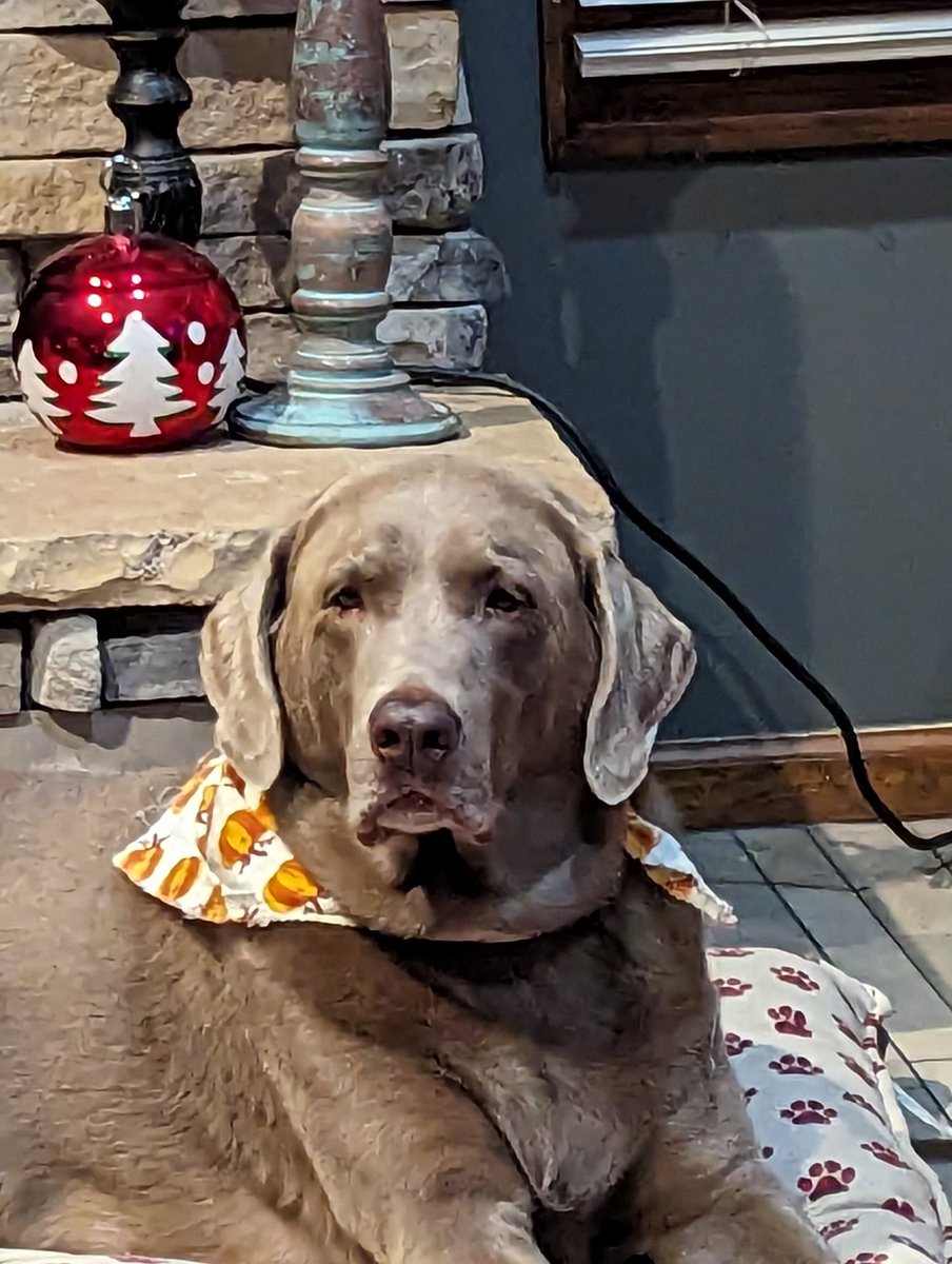 Asher, Mellie and Mom 🌻🐶😼 tweet media