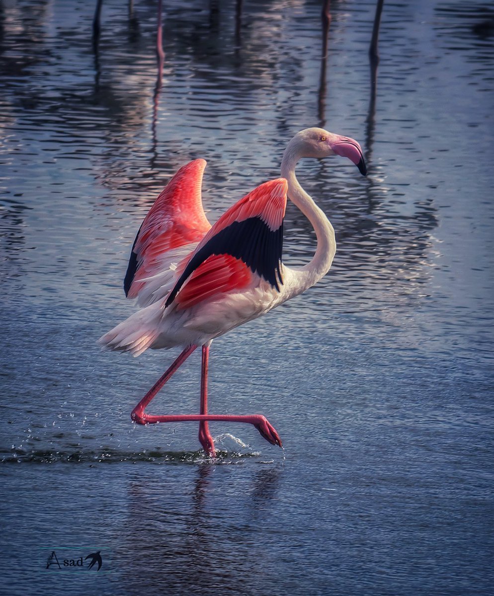 Nature’s own ballet show! Greater flamingo. #IndiAves #BirdsSeenIn2023 #BBCWildlifePOTD #birdphotography