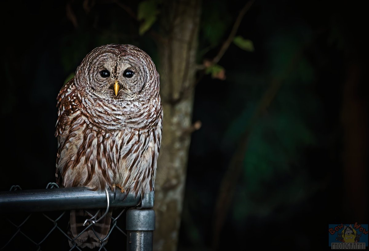 Good to see our resident backyard Owl back this Thanksgiving late afternoon looking for frogs, etc in the retention that borders our backyard he/she is so chill one can talk to her and she just looks at you with a super chill ok go ahead take my picture look