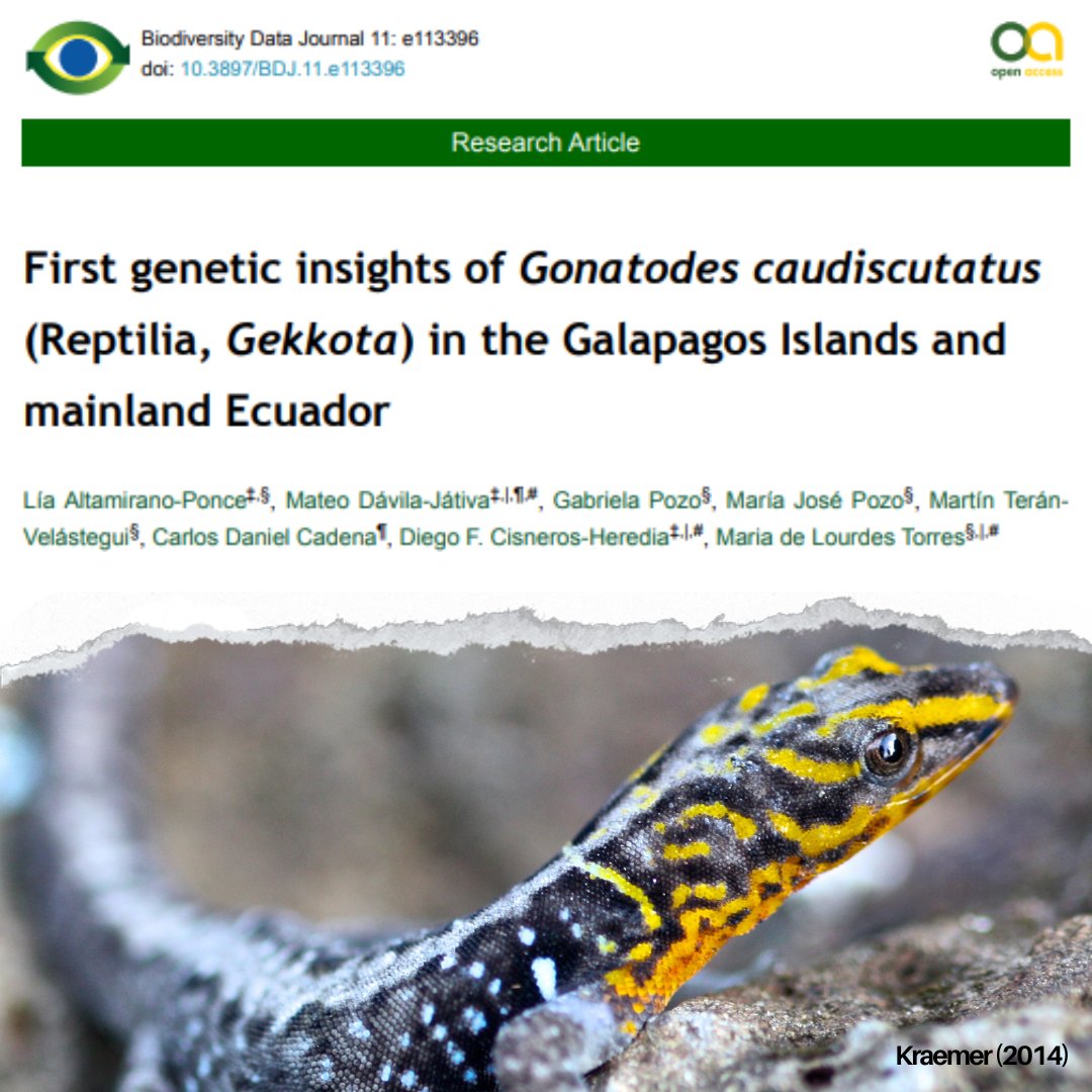 “First genetic insights of 𝘎𝘰𝘯𝘢𝘵𝘰𝘥𝘦𝘴 𝘤𝘢𝘶𝘥𝘪𝘴𝘤𝘶𝘵𝘢𝘵𝘶𝘴 (Reptilia, 𝘎𝘦𝘬𝘬𝘰𝘵𝘢) in the Galapagos Islands and mainland Ecuador” es una nueva publicación en donde participan varios miembros del Laboratorio de Biotecnología Vegetal en colaboración