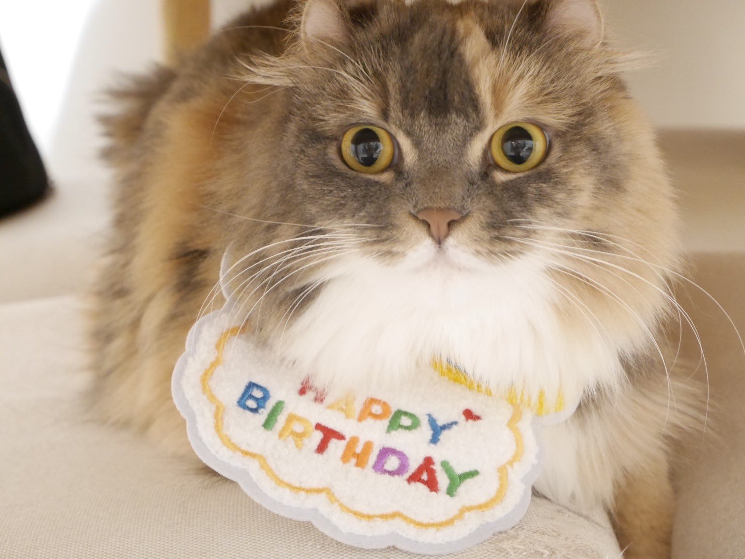 猫ココ 000000007802-09-l.jpg?t=