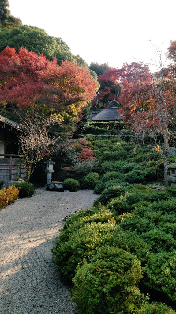 konnpuku's tweet photo. いよいよ紅葉本番となってまいりました！
寒くなってきましたので、暖かくしてお越し下さいませ。
#京都　#一乗寺　#金福寺　#日本庭園　#枯山水　#芭蕉庵　#松尾芭蕉　#与謝蕪村　#俳句　#村山たか女　#紅葉 https://t.co/jYYI3319wi