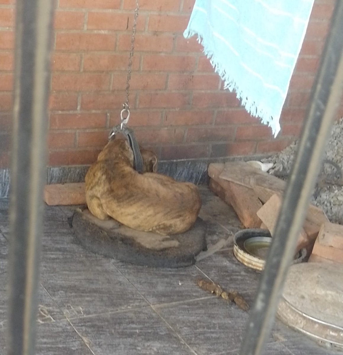 patripeyrou's tweet photo. Denuncien vecinos.
No dejen morir a los animales así!!!
Barrio Santa Rosa,  a una cuadra de la escuela primaria nro 63, sobre Gran Canaria esquina Humahuaca.  Contacto 1136112980. https://t.co/az2UtmNSR2