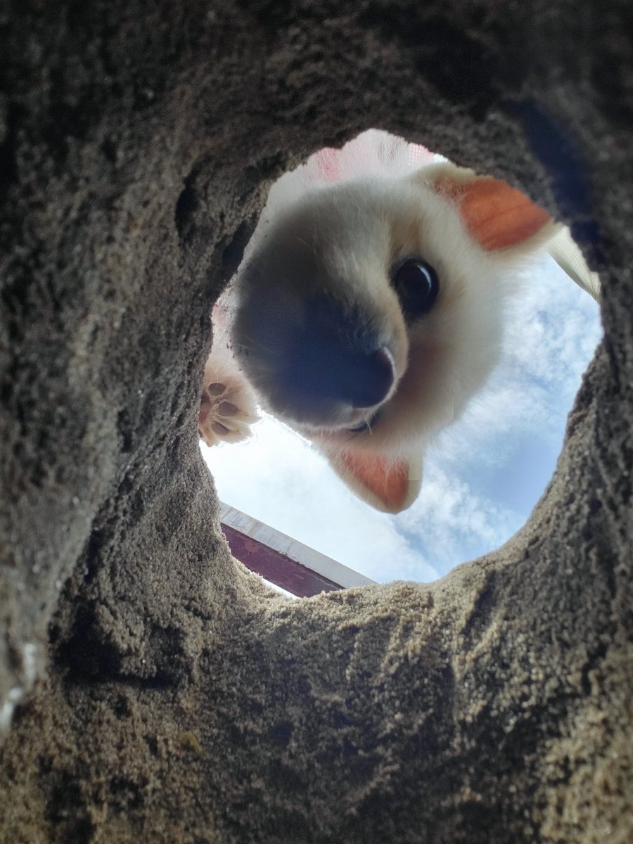endolphin0815's tweet photo. 幼稚園でのヌリの日常.jpg
ヌリ:この穴の中におやつある😮❓
(うちの子可愛い写真載せたかったです😚❤️❤️❤️)
.
.
.
#illust #illustrator #illustration #創作 #イラスト #絵描き #creator #webtoon #comico #linemanga #neverwebtoon #follow #いいね #韓国 #日本 #ウェブトゥーン #作家募集 https://t.co/0mjNeWYoT9