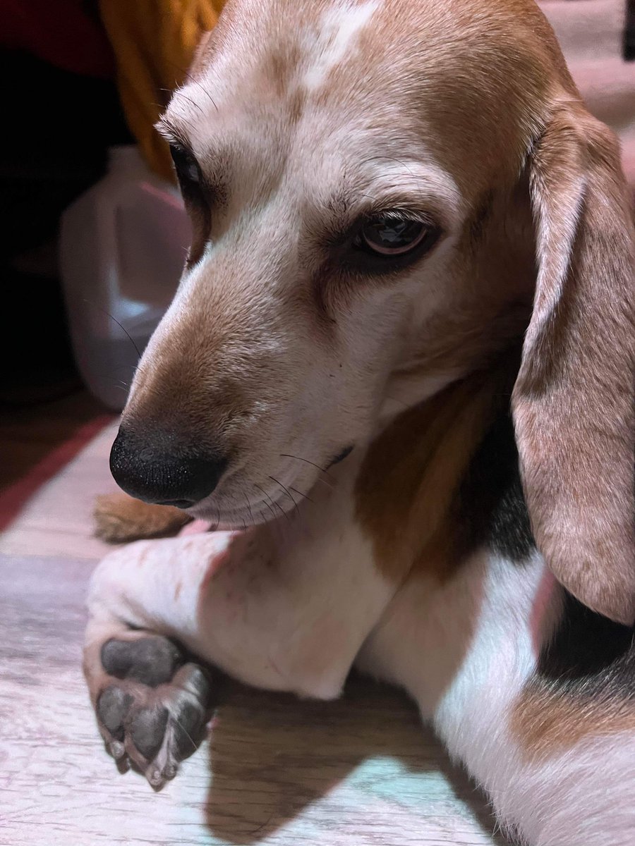 SydeGaming's tweet image. Dude got into some edibles 😵‍💫 checked the dosage he’ll be fine… once he knows where he is again. My boy is in space atm.