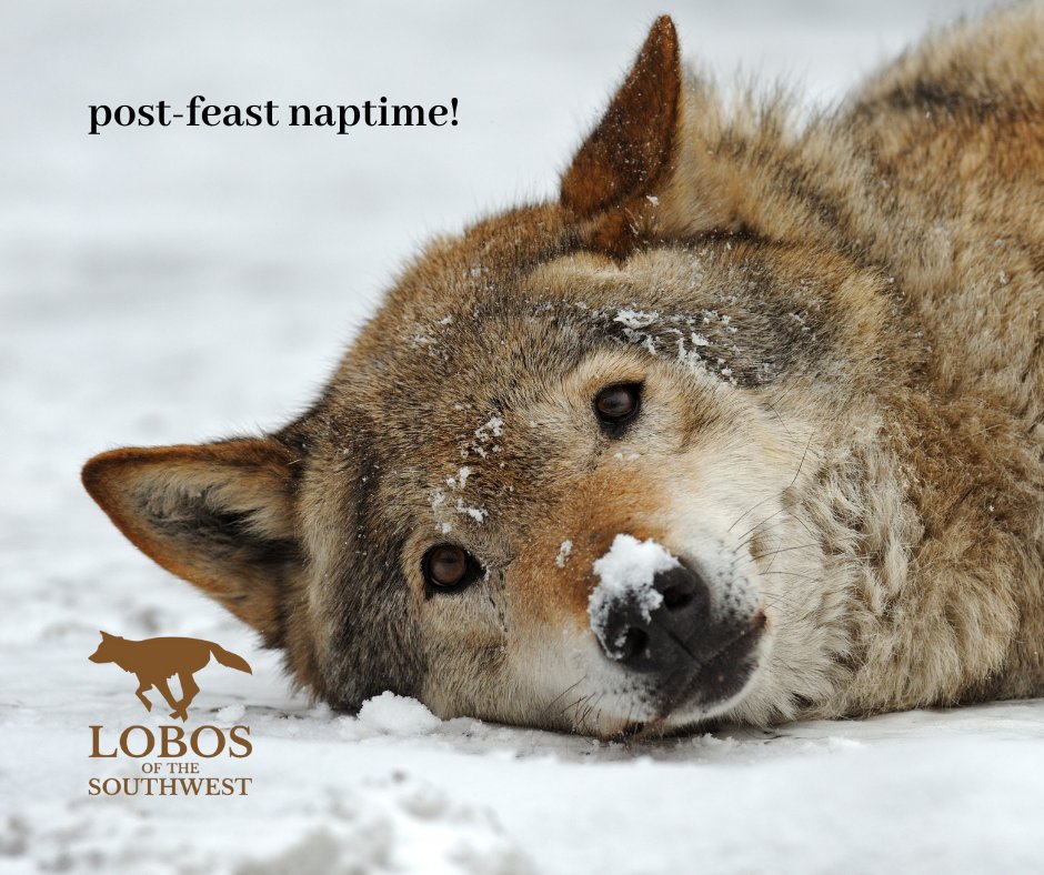 Mexican Wolves (@mexicanwolves) on Twitter photo 