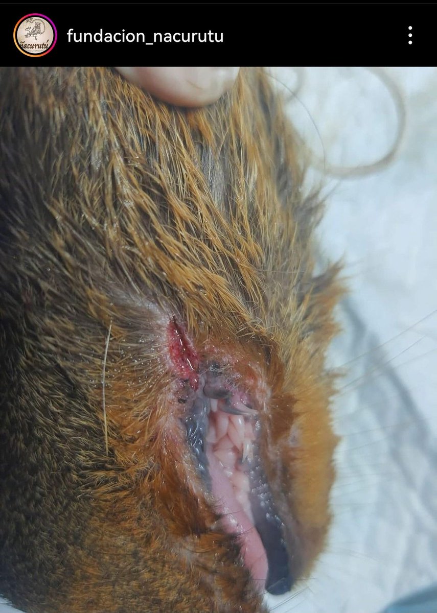 moisesgallo's tweet photo. Otra pudú atacada por perros, esta vez a un centro distinto. Afortunadamente se la pudo rescatar.

Sin embargo, se presume que a su cría, parida hace poco, se la comieron los perros.

Ya llega a ser ridículo. https://t.co/n3fkXLxbVn