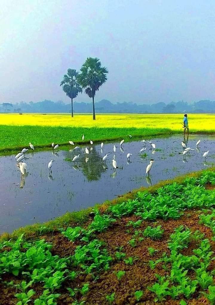 আসসালামু আলাইকুম.......! 
        সবাই কেমন আছেন...........? 
শুভ সকাল.... 💙🌿