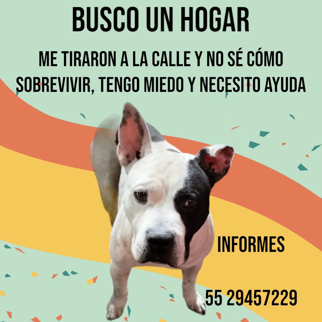 FundacionToby's tweet photo. Nos ayudan a compartir? Es urgente amigos! 😔 https://t.co/6wGbi07bct