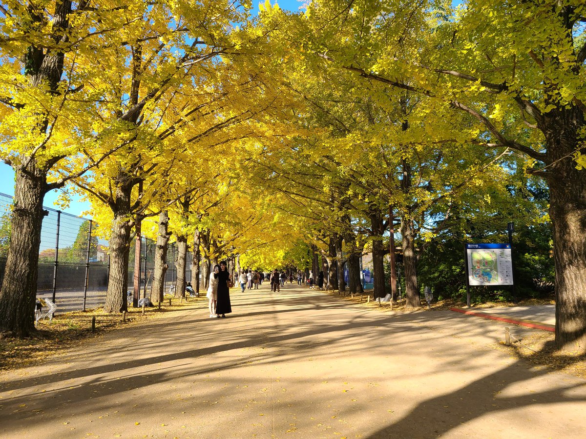 labpapa3's tweet photo. #昭和記念公園 #銀杏並木 #日本庭園 #かたらいの銀杏並木 https://t.co/Tkeye2PoRi